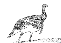 turkey Shafukan Masu Launi Da Ake Bugawa
